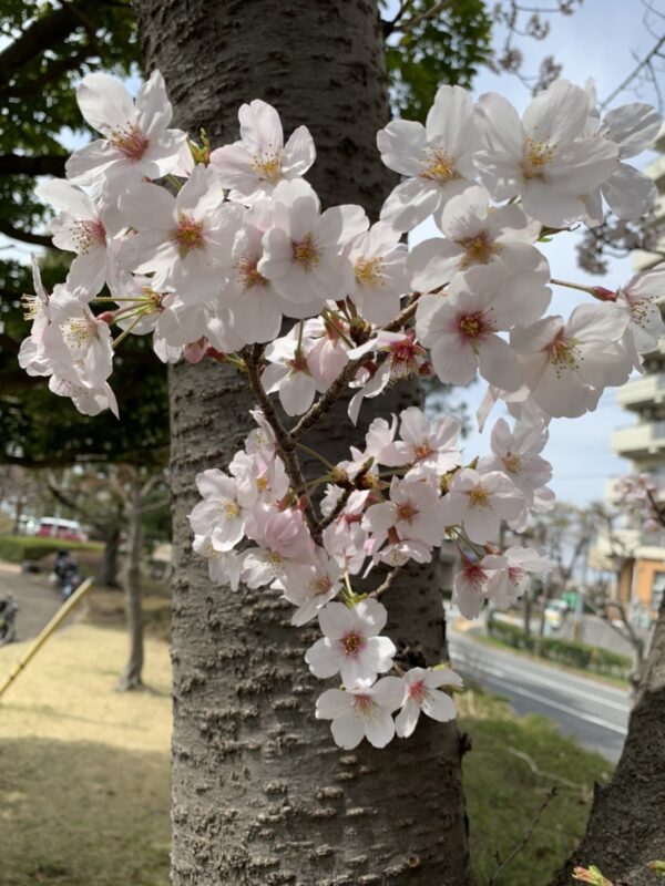 散るサクラと散らないサクラの見分け方を教えてください。