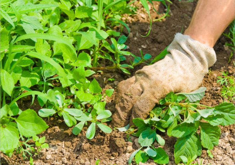 雑草対策のコツを教えて…持続的でリーズナブルな2つの雑草対策とは？