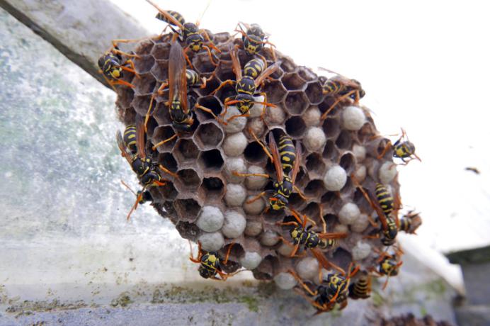 庭に蜂の巣ができてしまいました。どうすればいいですか？②…お勧めの殺虫剤4選