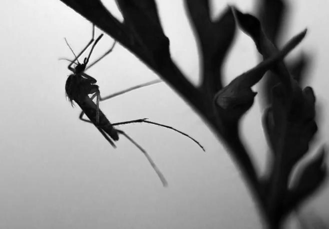 うっとおしい蚊の対策方法を教えてください①…蚊から身を守る３つの方法とは？