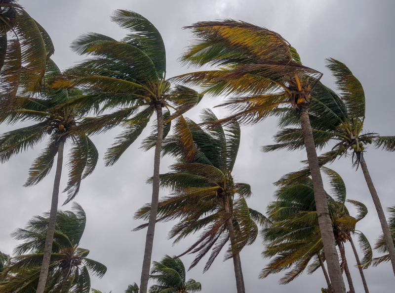 庭の台風対策について教えてください…やっておくと安心な3つのこと