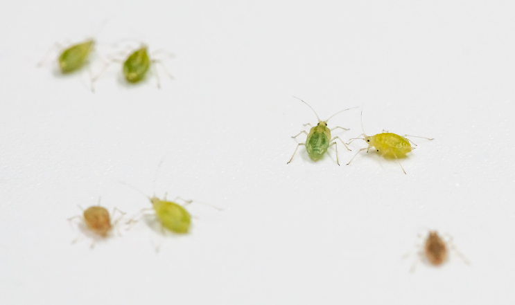 アブラムシの駆除方法について教えてください。 …アブラムシの驚きの生態と2つの駆除方法とは？