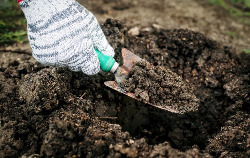 冬の園芸作業…寒肥とは？どうやってやるの？
