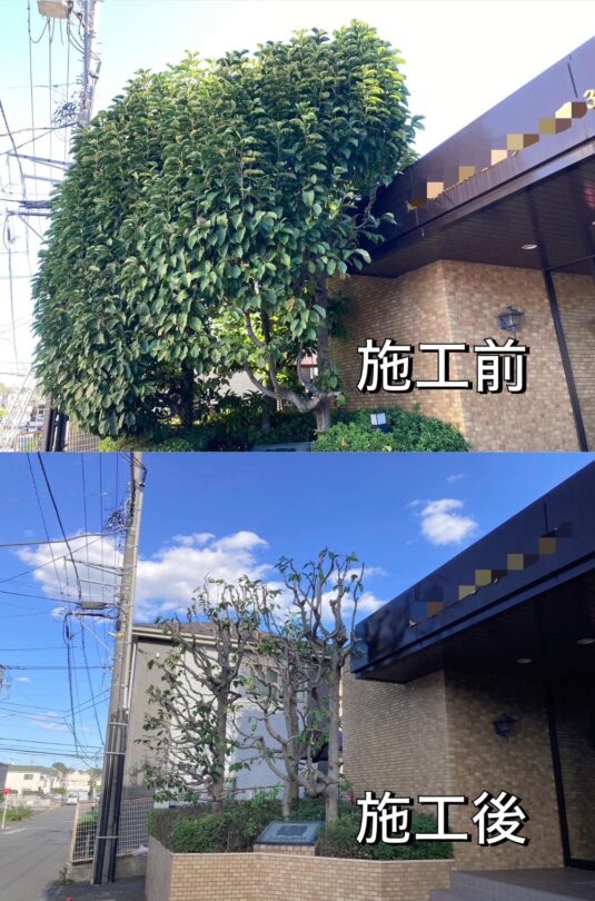 剪定（マンション）　相模原市