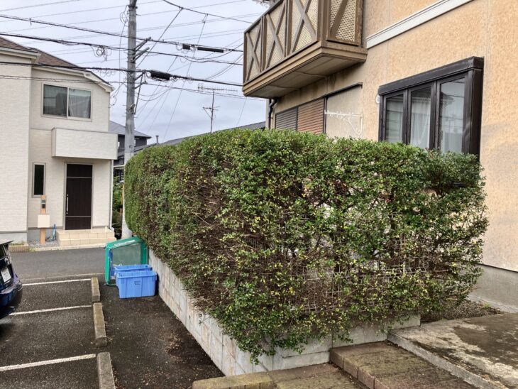 剪定(個人邸) 藤沢市