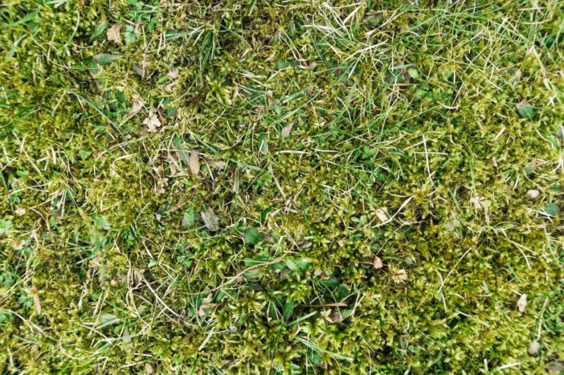 芝生から苔が生えてきます。対策方法を教えてください。