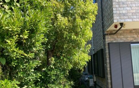 剪定+伐採(個人邸) 伊勢原市